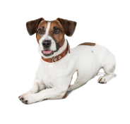 愛犬專用備品