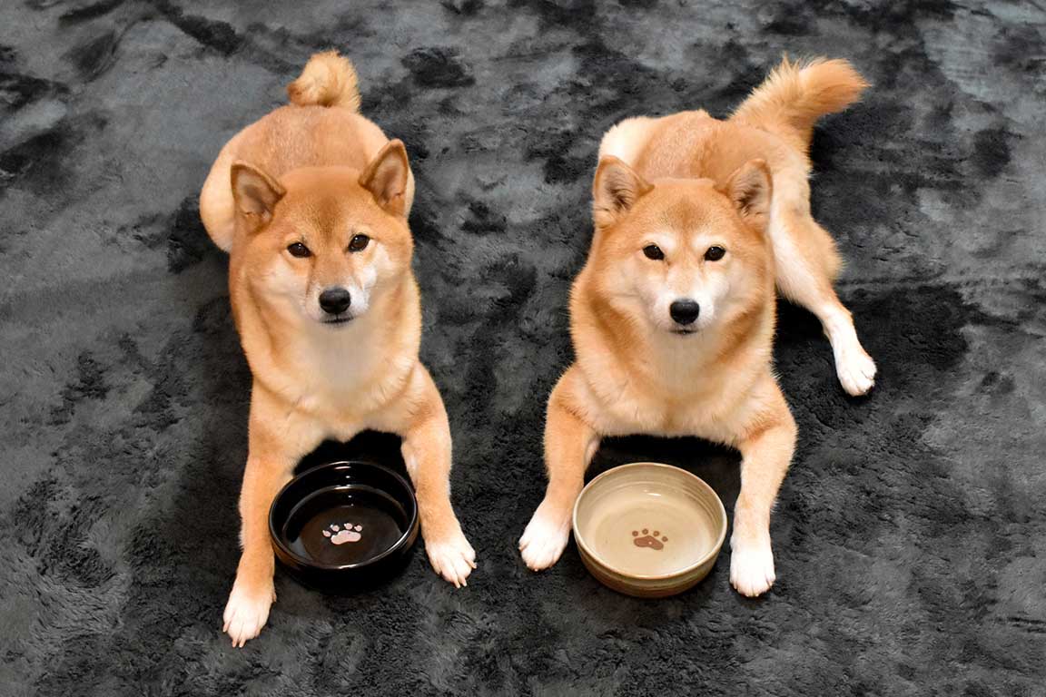 愛犬專用備品
