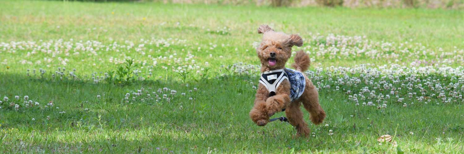 與你的愛犬一同享受奢華住宿體驗