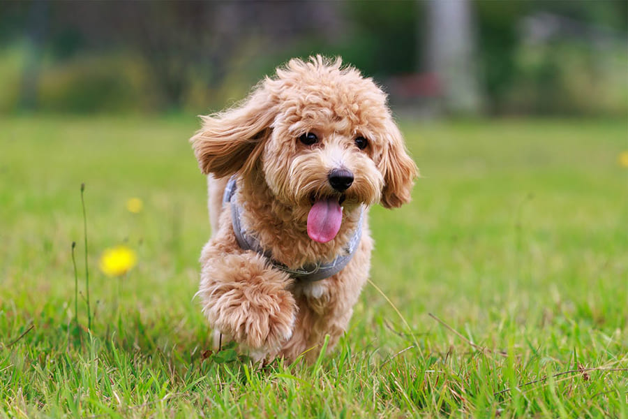 2棟設有專屬愛犬遊樂空間的個人別墅